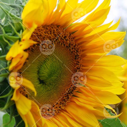 INW010722212_Sunflower Side View 2_Free