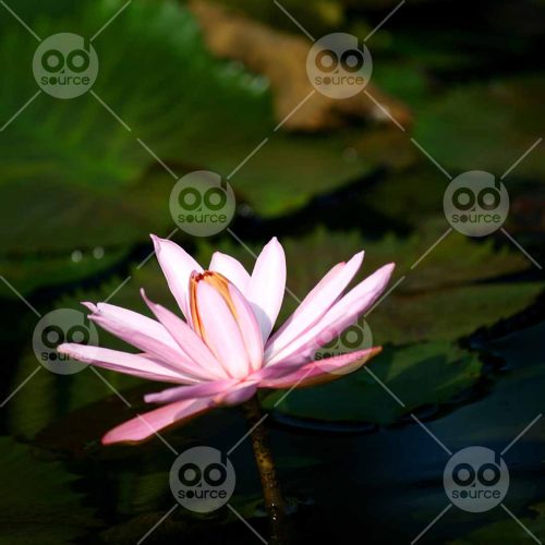 INW010722214_PInk Water Lily_Free