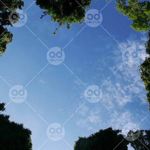 INW010722216_Blue Sky Trees_Free