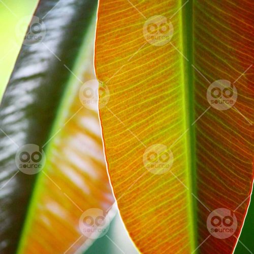 INW010722217_Leaf Close UpJPG_Free