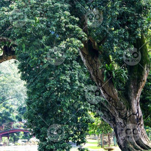 INW010722220_Big Tree on a Pond_Free